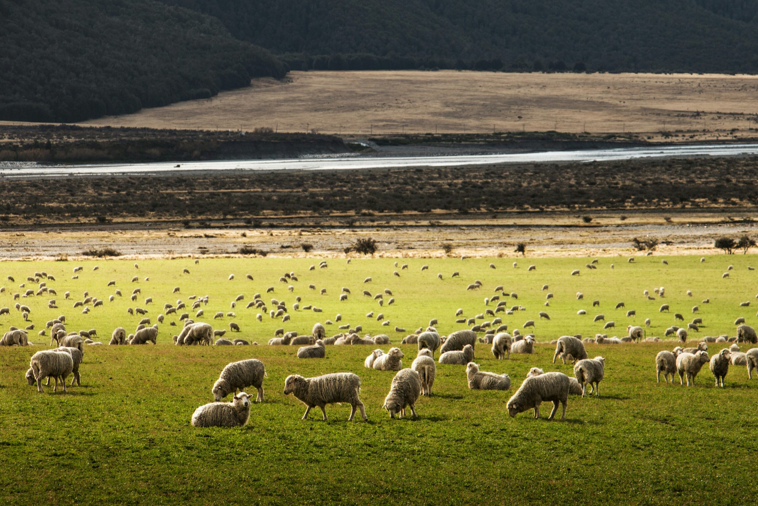 Sheep grazing